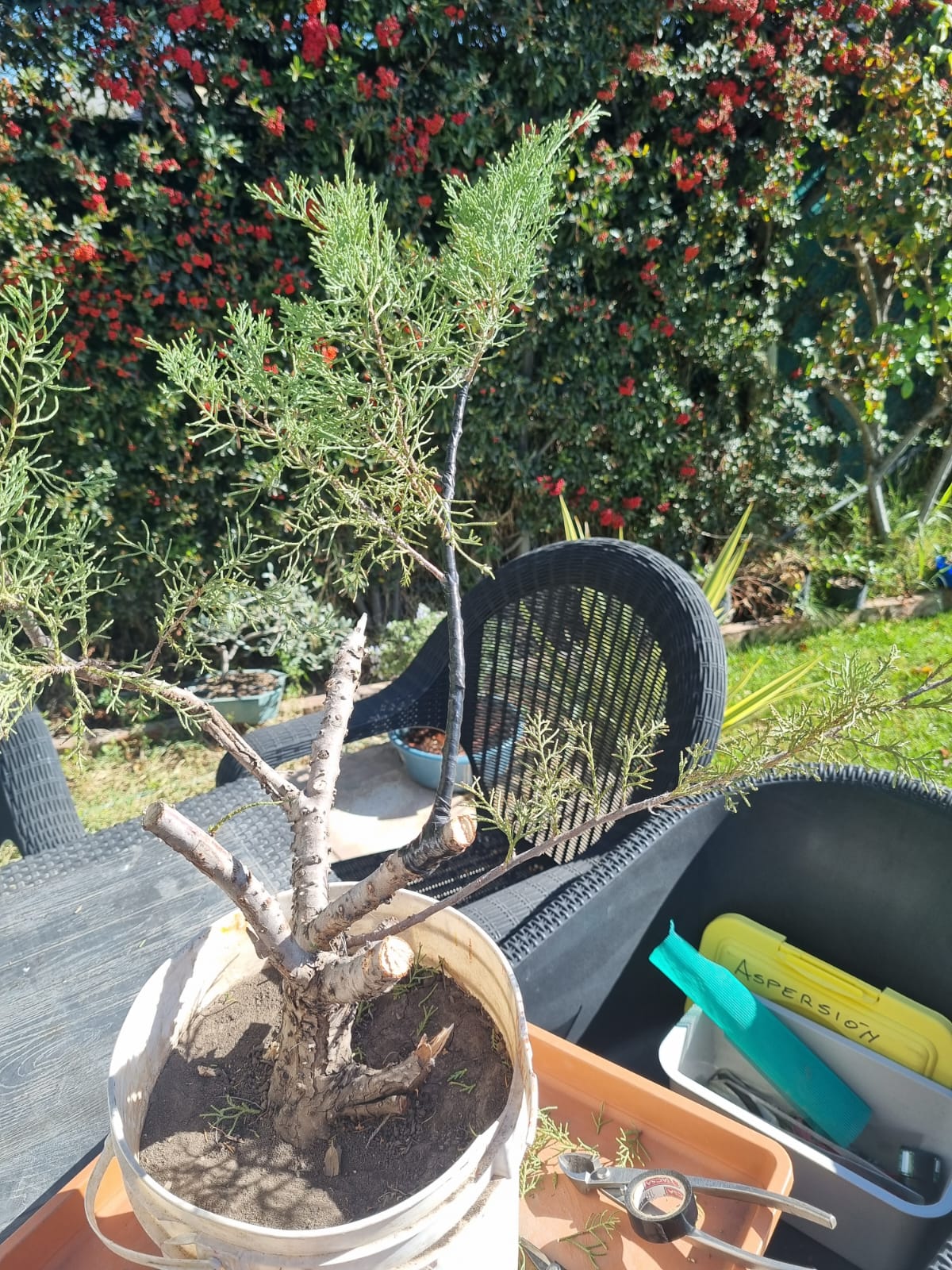 Trabajo de un Juniperus de Vivero