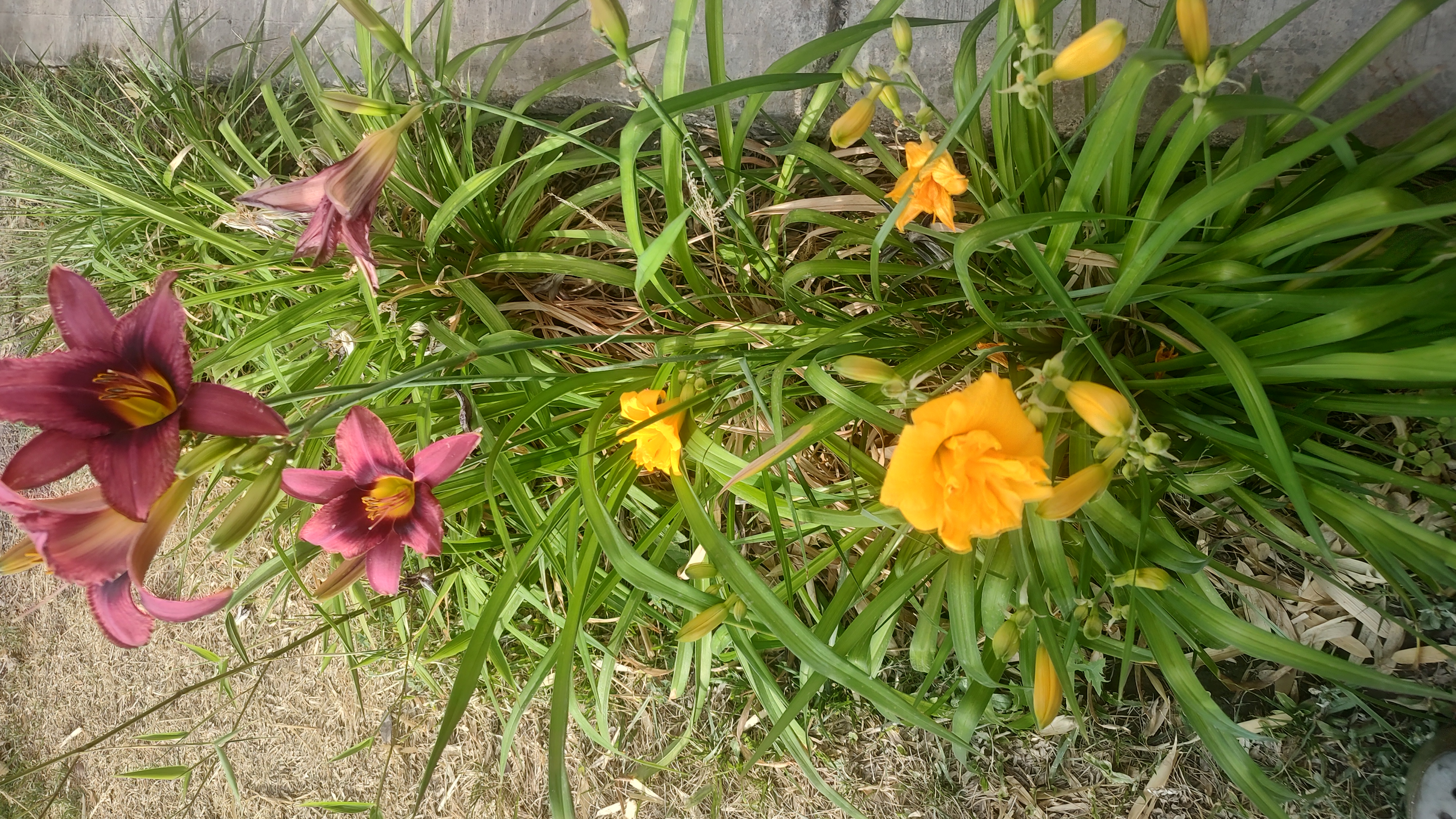 Canteros en flor